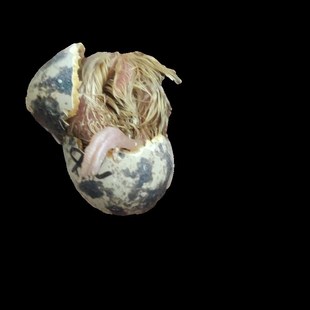 黄羽鹌鹑种蛋受精蛋鹌鹑蛋受精种蛋可孵化蛋受精卵安纯宠物鸟安春