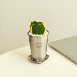 心叶球兰带锦仙人掌多肉办公室桌面小盆栽懒人绿植送七夕节日礼物