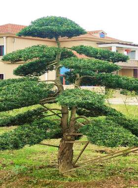 雀舌罗汉松树小苗盆景庭院种植盆栽迎客松四季常青大型造型松别墅