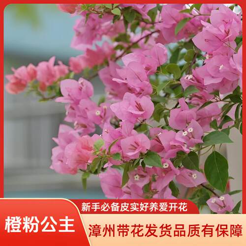 橙粉公主三角梅高飘原生老桩大苗带花发货阳台庭院四季开花爬藤