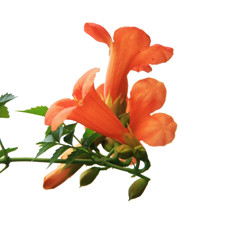 耐寒凌霄花苗爬藤植物四季开花卉好养绿植盆栽庭院阳台炮仗花大苗