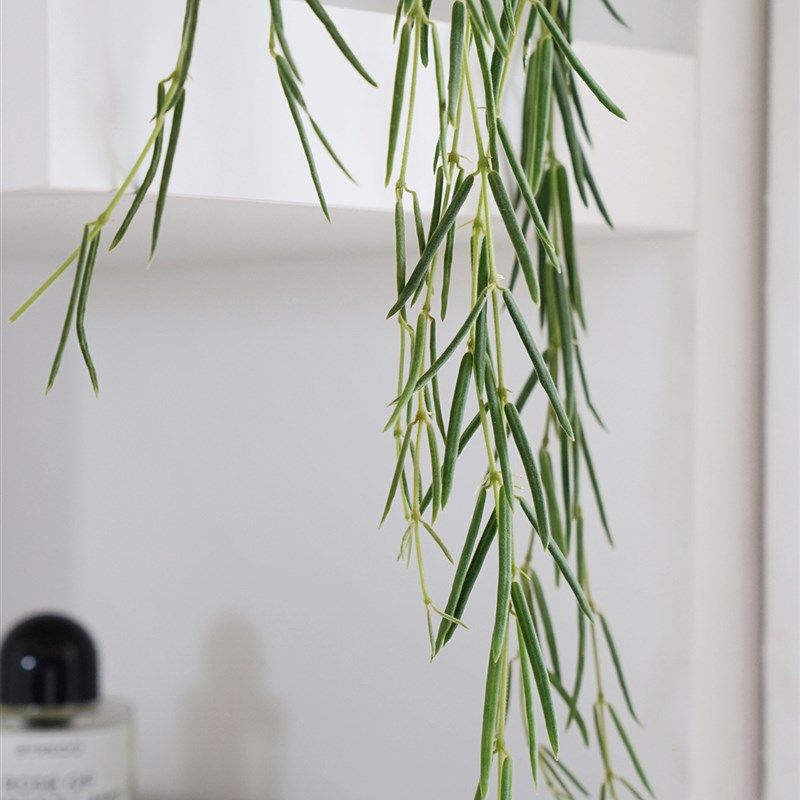 植物私生活 线叶球兰韩风小众氛围网红气质开花垂吊植物盆栽