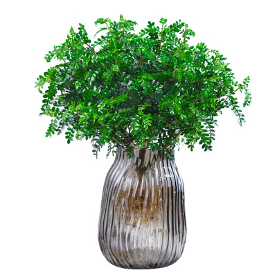 水培植物清香木盆栽清香胡椒木室内桌面防虫驱蚊四季常青水培绿植