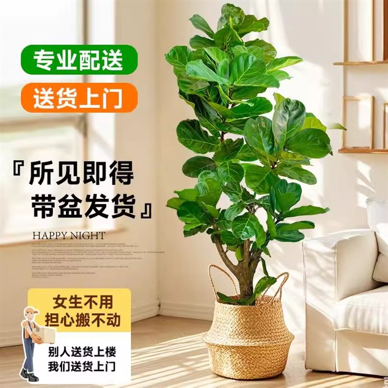 大琴叶榕客厅绿植物大叶鸭脚木盆栽室内好养老桩大号型落地办公室