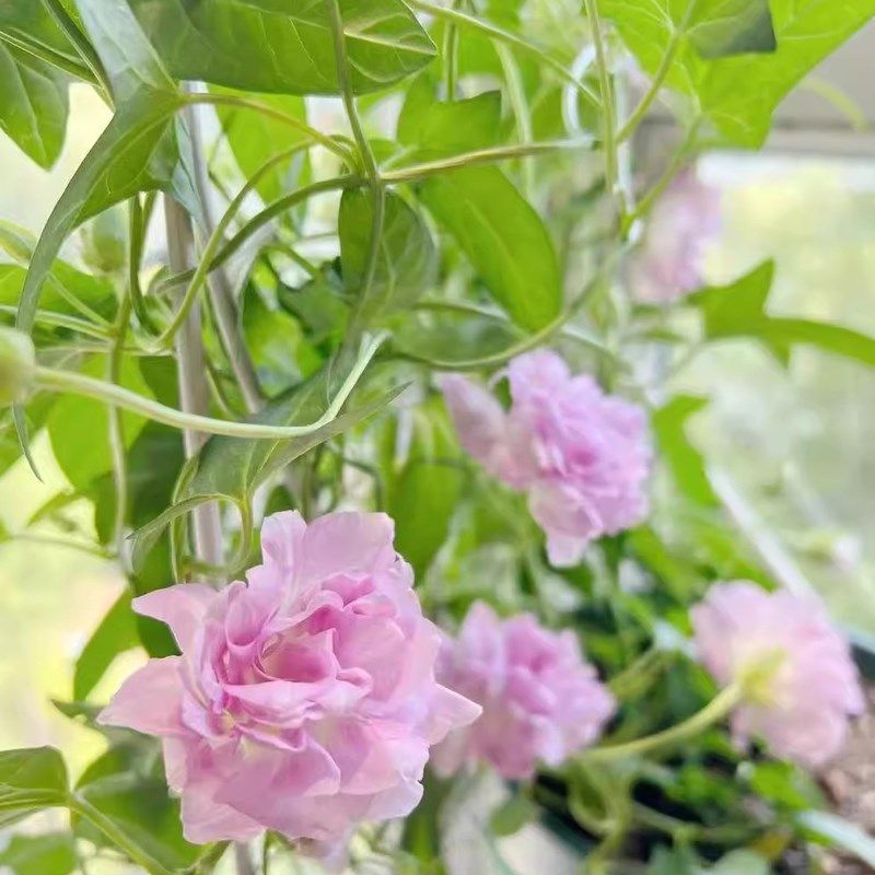 缠枝藤牡丹重瓣花苗盆栽带花苞根茎花园爬藤蔓植物多年生耐寒花卉