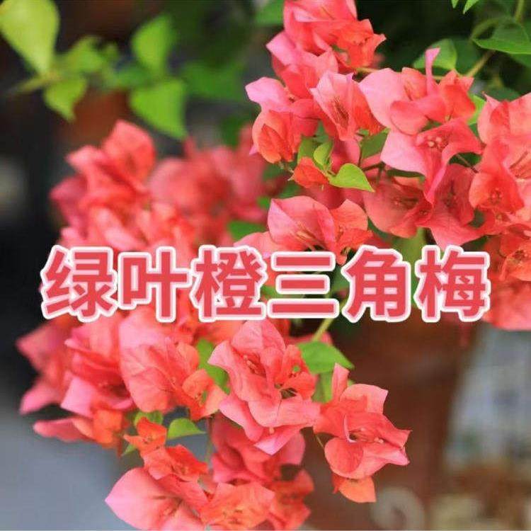 11【绿叶橙】三角梅四季开花勤花室内阳台庭院好养花卉基地直发,鲜花速递/花卉仿真/绿植园艺,造型盆景,淘宝优惠券,粉丝福利购,淘宝优惠卷