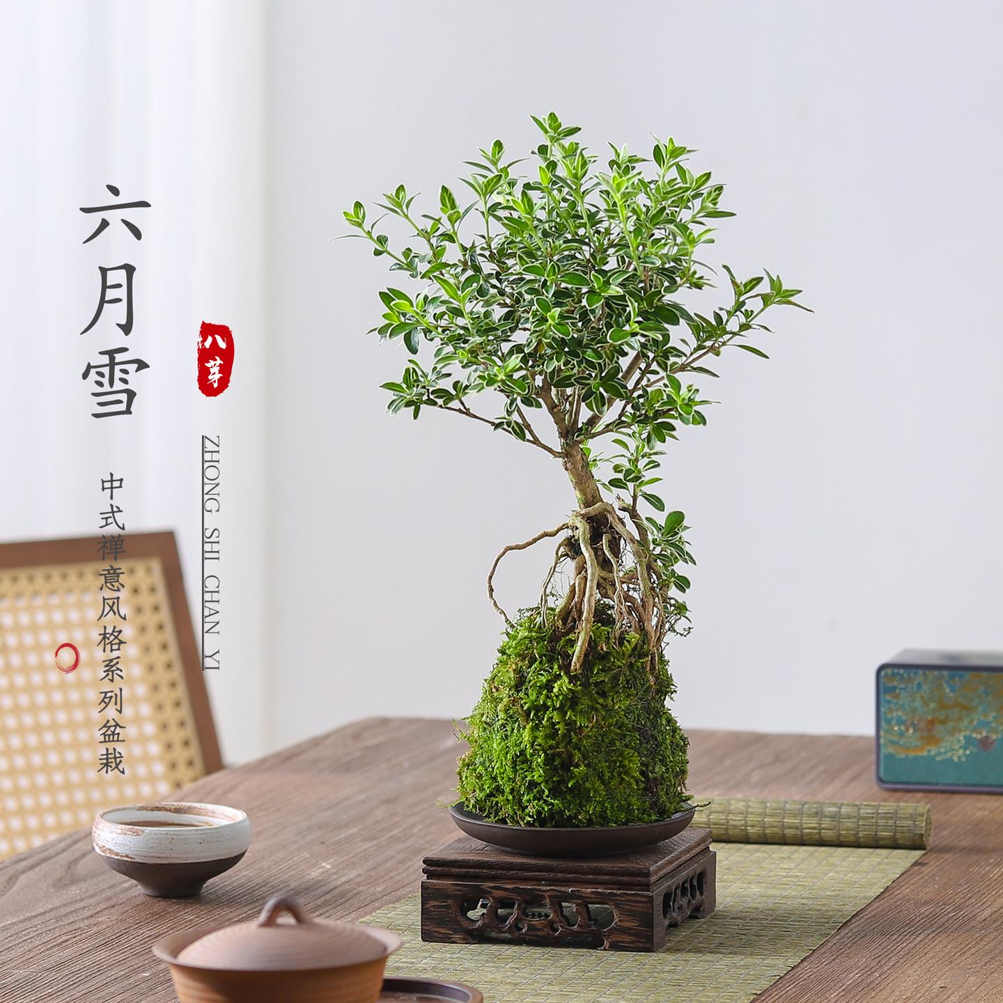 苔藓球提根六月雪茶桌面摆件绿植盆栽办公室客厅书房净化空气盆景