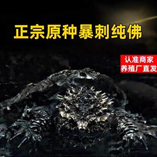 鳄龟爆刺幼苗凶猛正宗纯佛北美小鳄龟活体杂佛原种佛鳄龟宠物活体