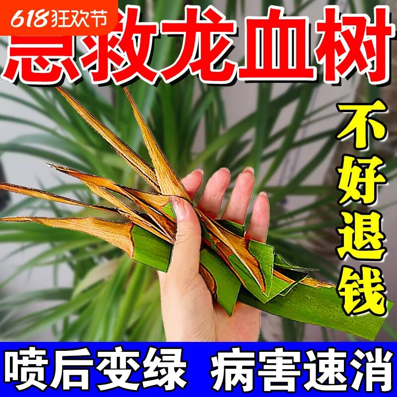龙血树专用营养液药黑斑烂根茎腐病龙须树专用肥料治叶子发黄干尖