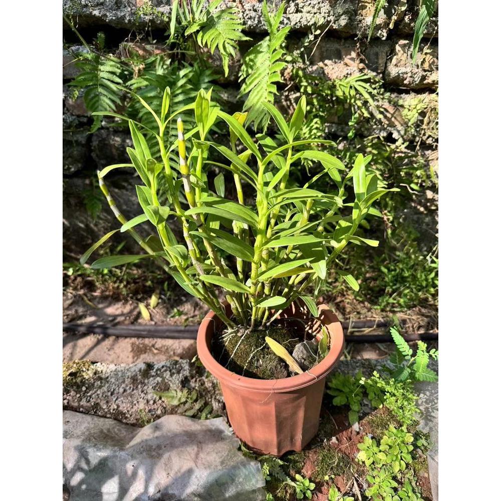 石头种活赤水金钗石斛苗 带盆发货非霍山铁皮鼓槌叠鞘好养