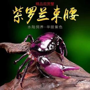 紫罗兰束腰战蟹紫罗兰蟹溪蟹田蟹将军蟹紫蟹淡水螃蟹活体观赏螃蟹