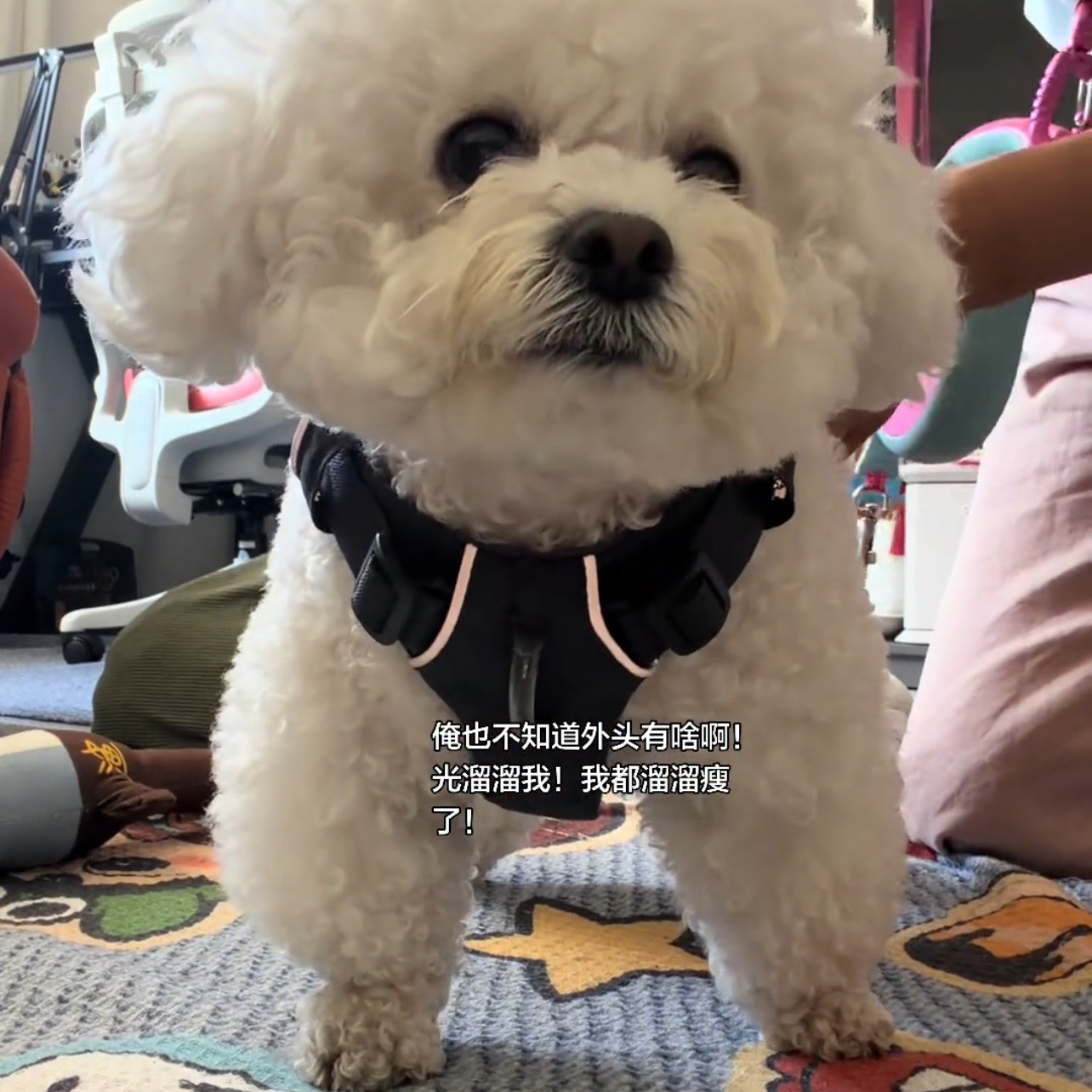 狗狗外出胸背黑色耐脏便携背心四季遛狗专用宠物猫狗通用牵引绳