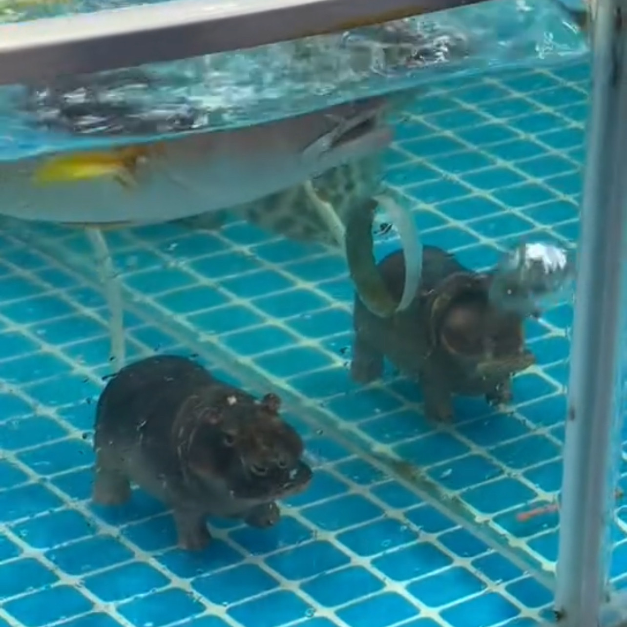 小河马增氧气泵水族箱鱼缸装饰摆件新款创意吐泡泡造景用品
