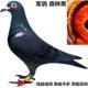 军鸽 山区鸽子活体 纯黑公棚成绩鸽 森林黑赛鸽血统鸽 中远程信鸽