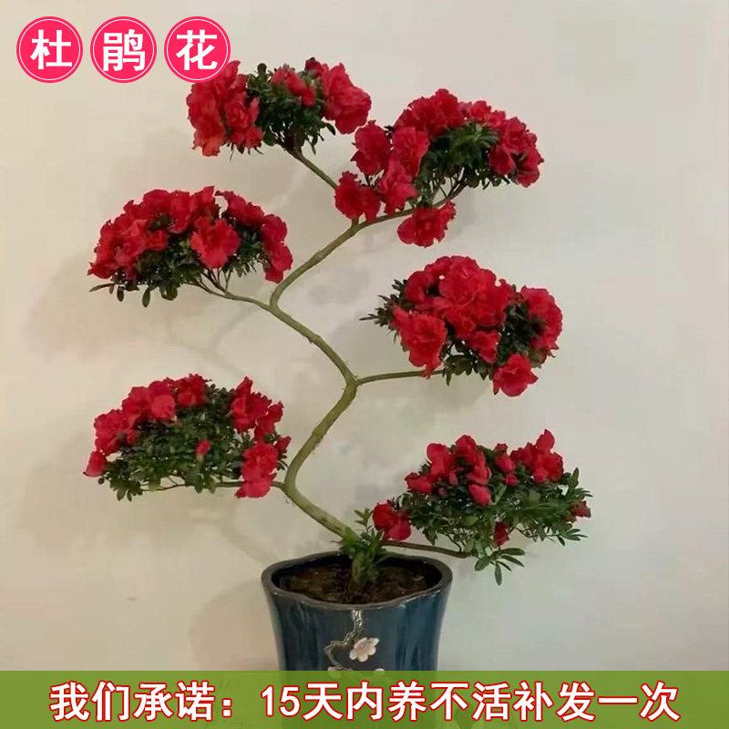 送礼悬崖造型杜鹃花盆景盆栽多季开花植物杜鹃花室内外植物带花苞