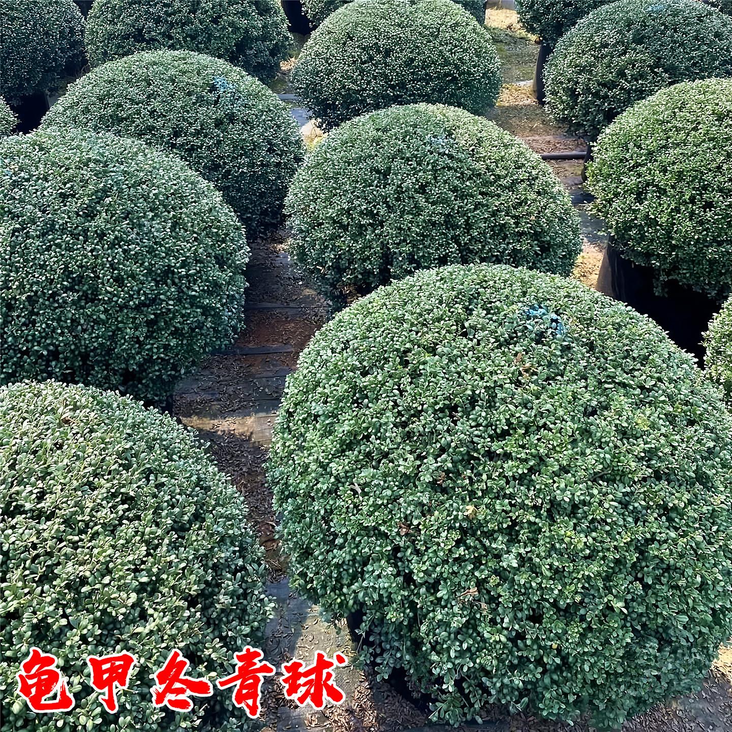 龟甲冬青球树苗庭院耐寒四季常青绿化风景树花镜植物完美龟甲冬青