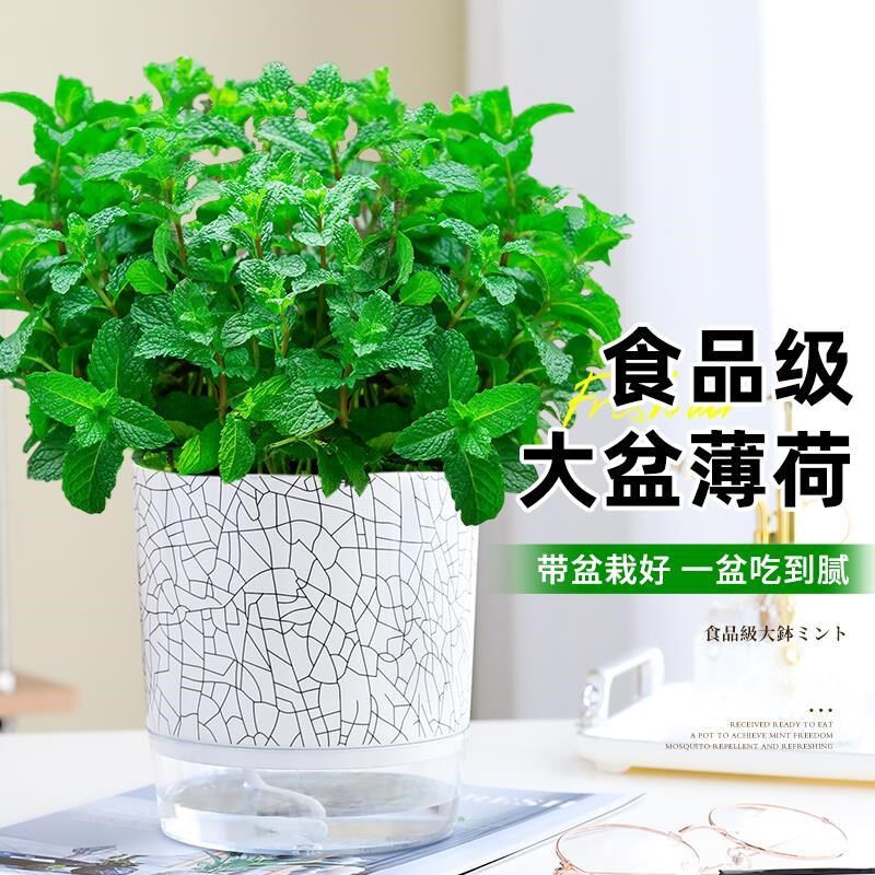 大盆薄荷可食用盆栽n大苗驱蚊绿植迷迭香室内四季香草植物猫薄荷