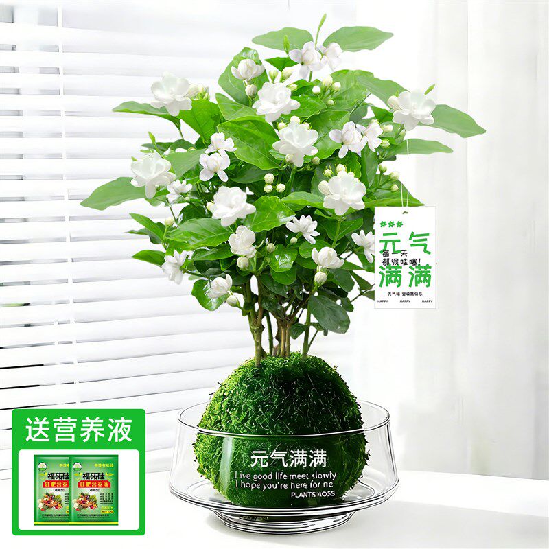 茉莉花盆栽富贵竹水培绿植物四季开花卉办L公室内小摆件桌面发财