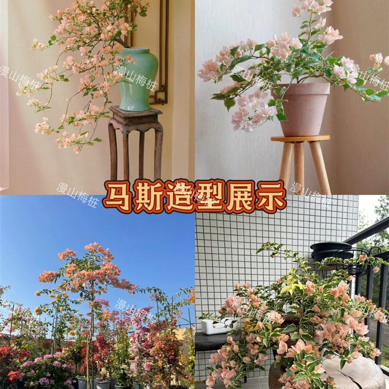 马斯三角梅原生苗带花发货 A三色马斯高飘枝嫁接老桩四季勤花