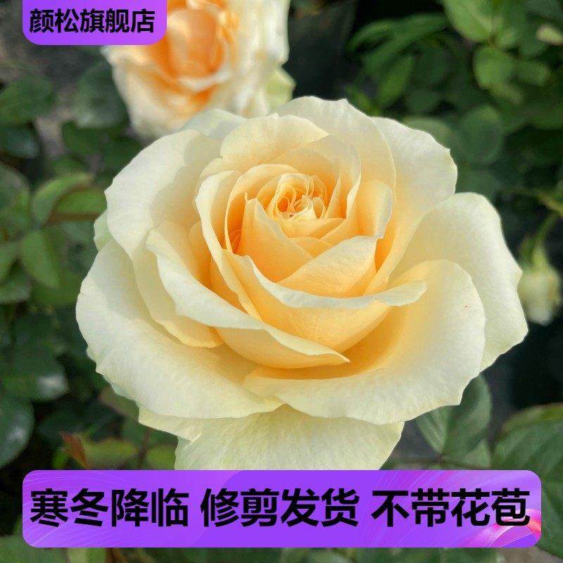 香槟玫瑰蜜桃雪山阳台系列经典切花玫瑰带花发货月季花苗四季开花,鲜花速递/花卉仿真/绿植园艺,月季/蔷薇/玫瑰,淘宝优惠券,粉丝福利购,淘宝优惠卷