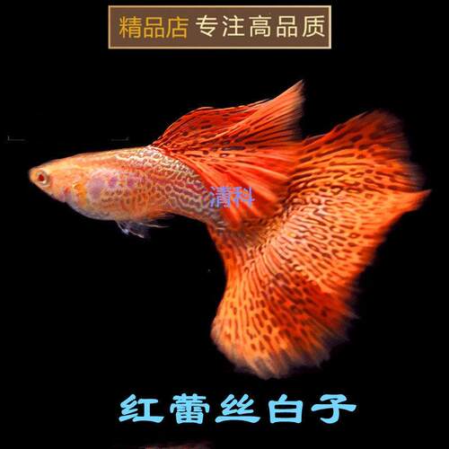 观赏鱼孔雀鱼热带鱼活体鱼红蕾丝白子孔雀鱼纯种鱼苗包邮小型鱼
