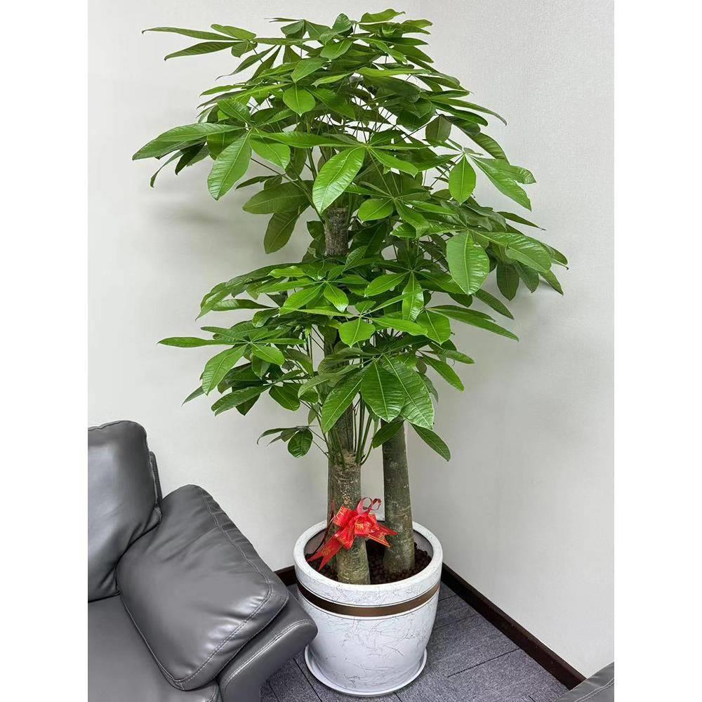 发财树盆栽大型观叶室内绿植办公室前台客厅开业乔迁送礼植物广州