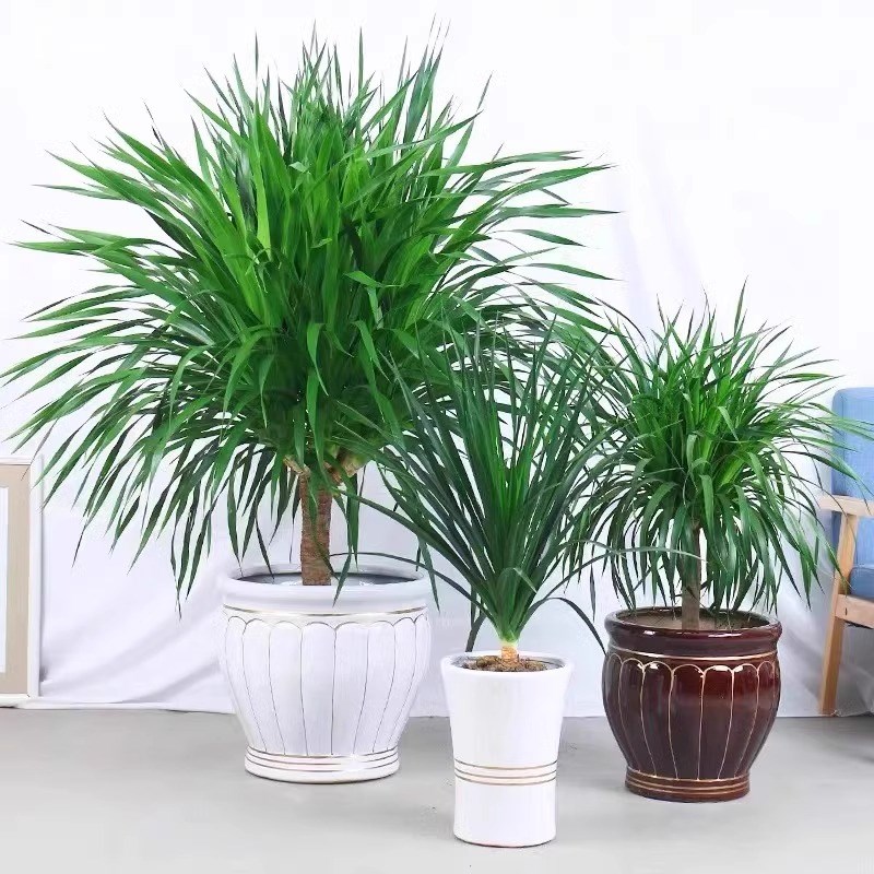 龙血树盆栽老桩室内大型植物大绿植龙须树琴叶榕千年木客厅大绿植