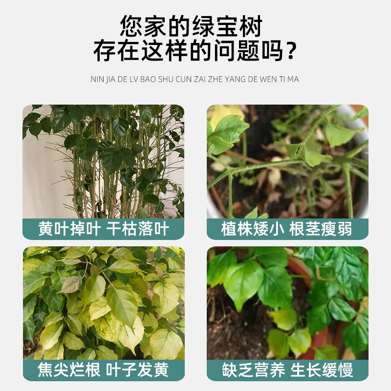 绿宝树叶子发黄干枯专用营养液幸福树肥料专用肥耷拉掉叶子怎么办