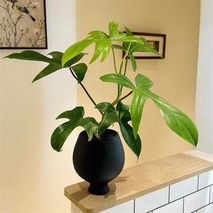 飞机蔓绿绒竹芋海芋绿萝盆栽盆景室内客厅办公室桌面观叶花卉绿植