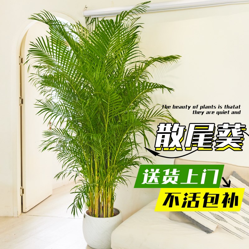 散尾葵植物盆栽客厅绿植凤尾竹大号客厅盆景大型老桩好养活四季