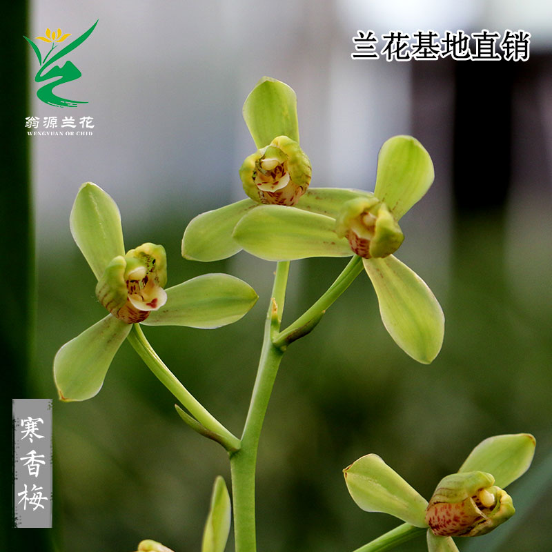 翁源兰花苗寒兰寒香梅四季细叶开花浓香好养室内客厅绿植花卉盆栽