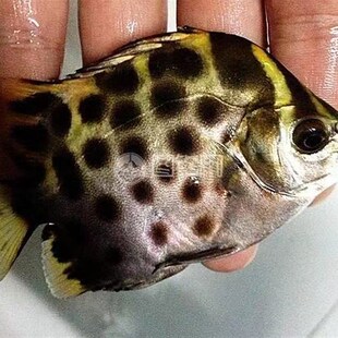 热带鱼 金谷 观赏鱼 吉祥鱼 金钱鱼金鼓鱼 银谷鱼金钱鱼 金鼓鱼