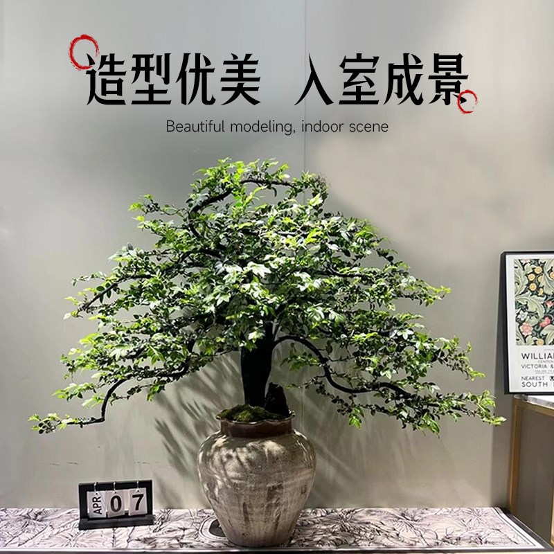 小叶紫檀盆景老桩树苗黑骨茶盆栽室内禅意造型绿植办公室桌面植物