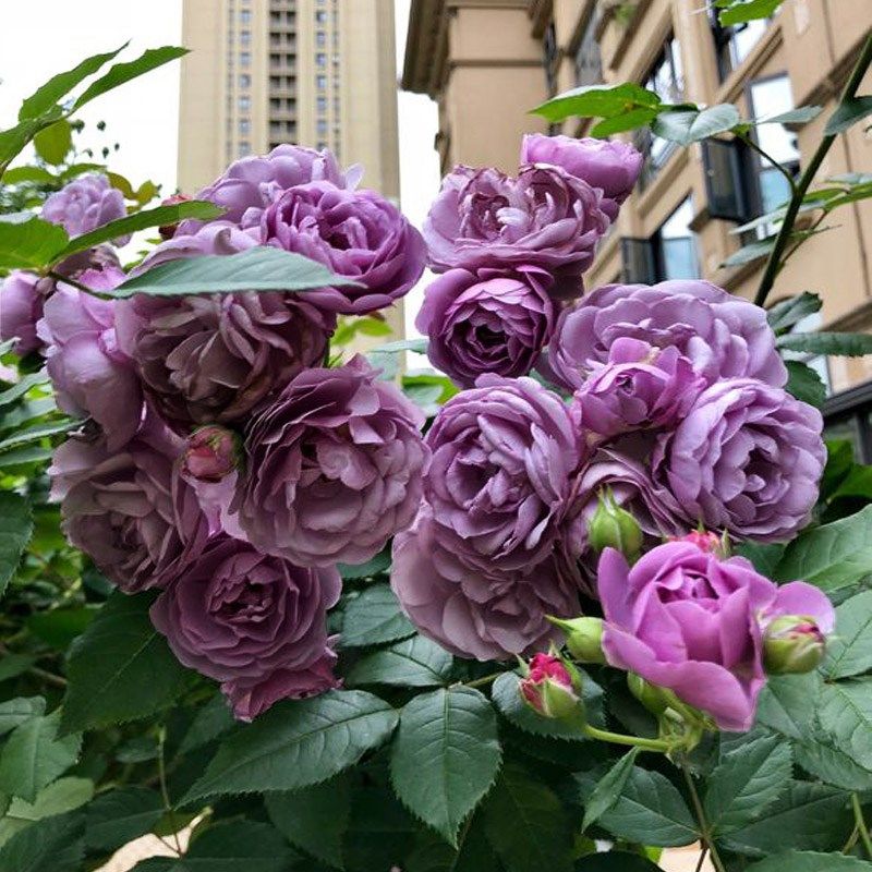 欧月特大花藤本月季薰衣草花环花苗无刺爬藤蔷薇花苗阳台庭院爬墙,鲜花速递/花卉仿真/绿植园艺,月季/蔷薇/玫瑰,淘宝优惠券,粉丝福利购,淘宝优惠卷