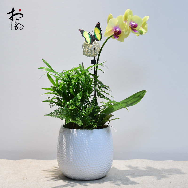 蝴蝶兰盆栽带花苞客厅绿植四季植物兰花花卉室内盆景开业乔迁送礼