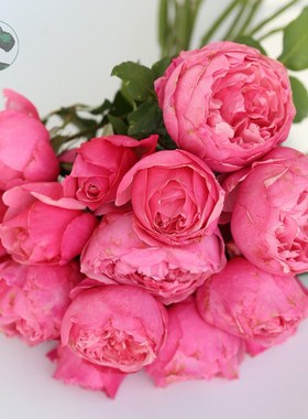 绿园美植  凯丽 切花月季粉色玫瑰抗病耐开直立健壮庭院阳台盆栽