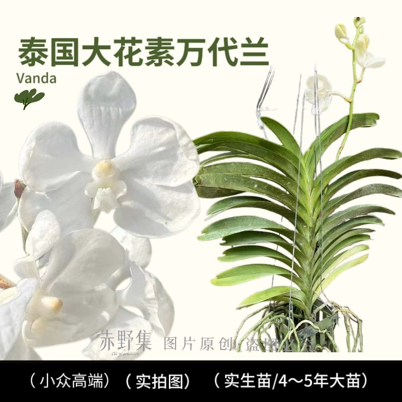 泰国蓝网万代兰带花苞实生苗优先好的发货好看好养植物花卉兰科属