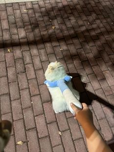 当我买了制裁棒猫咪讨伐棒逗猫神器长杆逗猫棒耐咬自嗨解闷