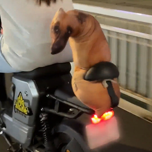 土狗猎狗沙皮狼狗玩偶布娃娃生肖创意恶搞3D仿真狗狗抱枕二哈斑点