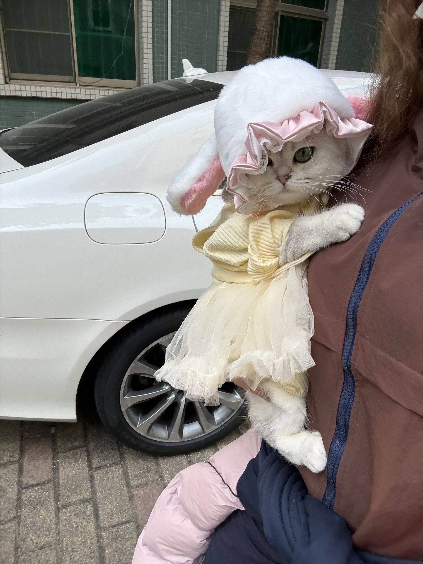 猫咪头套兔子帽子宠物可爱拍照秋冬可保暖狗狗变装帽头套马卡龙帽,模玩/动漫/周边/娃圈三坑/桌游,lolita洛丽塔配饰小物/道具,淘宝优惠券,粉丝福利购,淘宝优惠卷