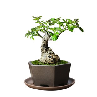 黄荆老桩盆景精品怪桩生桩熟桩盆景素材耐旱植物阳台庭院小盆景