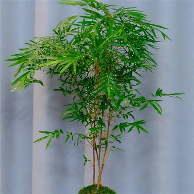 大型高杆飘枝红观音竹四季好养庭院室内茶室桌面水培造景绿植盆栽