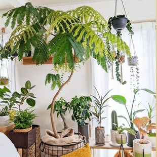 密叶猴耳环含羞树小豆树害羞猴子鸡髯豆网红室内盆栽绿植观叶阳台