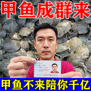 甲鱼小药户外水库钓野生老鳖狂提甲鱼神器捕抓王八专用饵料诱食剂