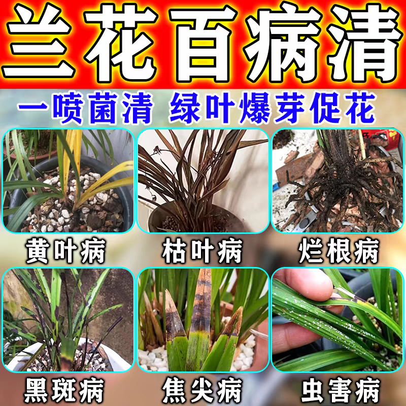 兰花黑斑病专用药肥料治黄叶焦尖发黑烂根神器建兰系列兰花植物液,鲜花速递/花卉仿真/绿植园艺,家庭园艺肥料,淘宝优惠券,粉丝福利购,淘宝优惠卷