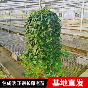 盆栽室内绿植水培吊兰爬藤常青藤长春藤蔓新房家用净化植物