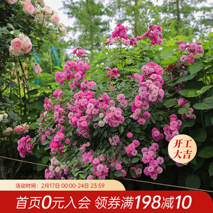 海蒂 浓香花多阳台庭院花卉植物盆栽 花园 甜蜜马车欧月微型月季