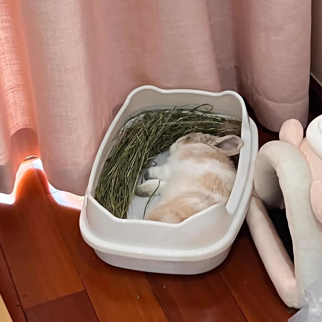 兔子草架吃草食盆龙猫荷兰猪食槽防翻防溅大容量喂食器宠物用品