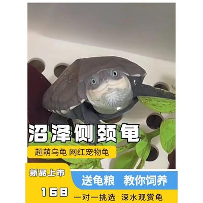 西非侧颈龟苗宠物活体沼泽侧颈龟网红龟微笑宠物造景龟可挑仰泳龟