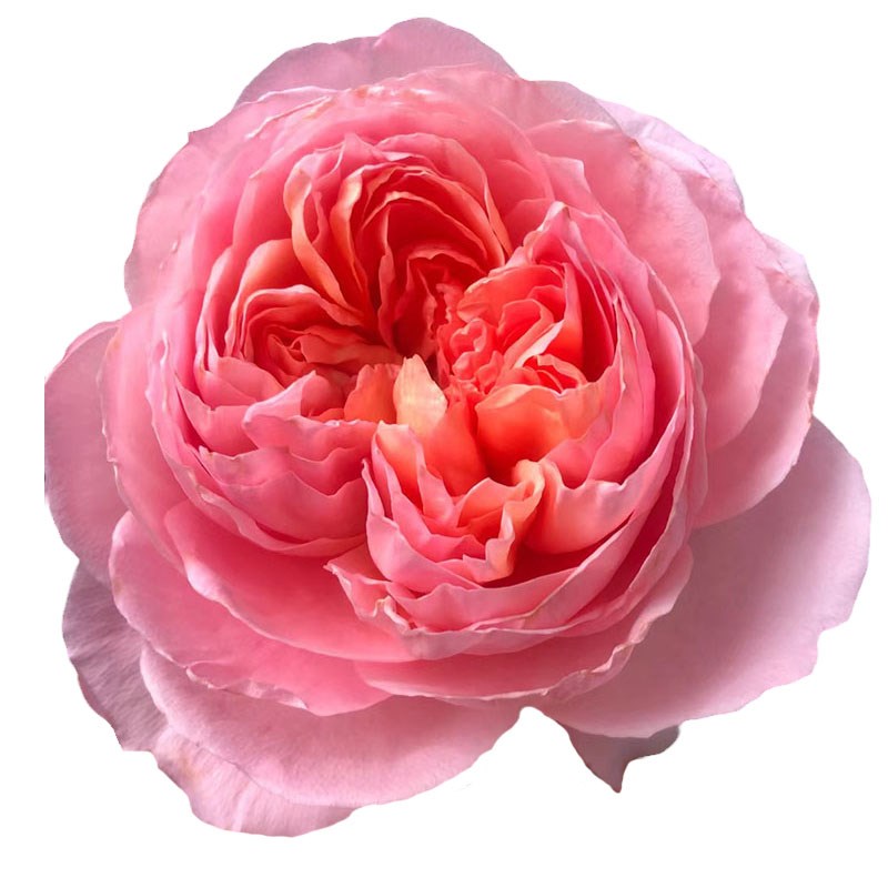 舍农索城堡的女人藤本月季爬藤花蔷薇花浓香阳台玫瑰庭院盆栽植物